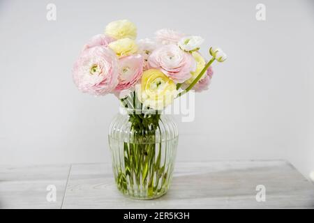 Le bouquet de buttertasses persan rose pâle et jaune dans le vase en verre sur la table sur le gris pâle. Copier l'espace Banque D'Images