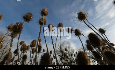 Tête de graine à thé contre un fond de ciel bleu, fleur sauvage de Prickly piquant ou Weed au Royaume-Uni, plante conique avec des graines pour les oiseaux à manger Banque D'Images