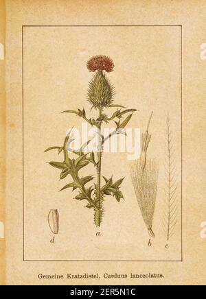 Illustration antique d'un cirsium vulgare, également connu sous le nom de carduus lanceolatus, chardon à la lance ou chardon à la taureau. Gravé par Jacob Sturm (1771-1848) et p Banque D'Images