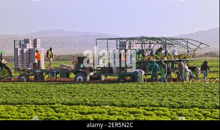 Les travailleurs de terrain hispaniques récoltent et emballant la laitue biologique à feuilles rouges 'Lactuca sativa', laitue romaine en premier plan. Banque D'Images