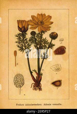 Illustration antique de l'œil du faisan de printemps. Gravure de Jacob Sturm (1771-1848) du livre Deutschlands Flora in Abbildungen nach der Natur mit Banque D'Images