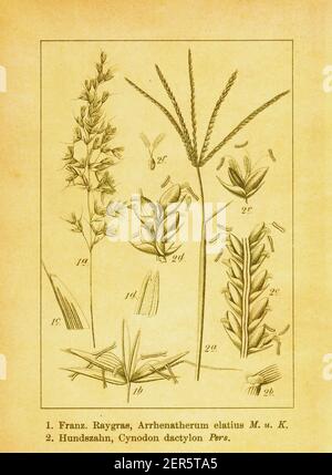 Gravure antique du XIXe siècle de grand gazon d'avoine et de bermudas. Illustration de Jacob Sturm (1771-1848) du livre Deutschlands Flora in Abbildu Banque D'Images