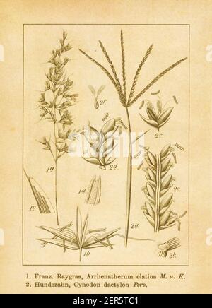 Illustration ancienne d'un arrhenatherum elatius (également connu sous le nom de grand Oatgrass, faux Oatgrass, grand OAT de prairie, canapé d'oignon ou tobre Oatgrass) et cyn Banque D'Images