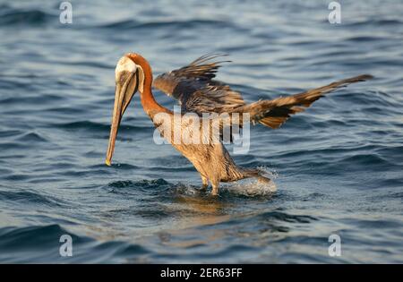 Pélican brun (Pelecanus occidentalis), Baie Elizabeth, Île Isabela, Îles Galapagos, Équateur Banque D'Images