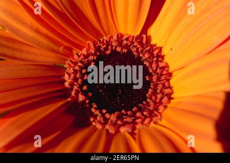 Gros plan sur le cœur d'un Gerber Daisy orange dans la lumière du soleil Banque D'Images