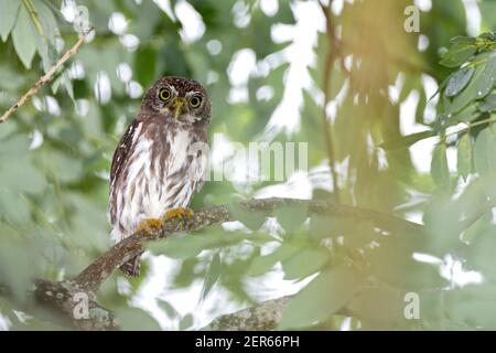 Chouette pygmée rouilleuse, Glaucidium brasilianum, adulte perché sur une branche d'arbre, Trinité-et-Tobago Banque D'Images