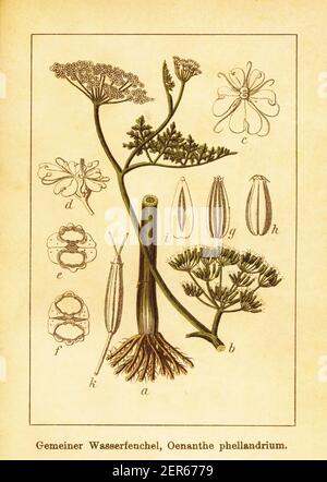 Gravure antique du XIXe siècle de la goutte d'eau. Illustration de Jacob Sturm (1771-1848) du livre Deutschlands Flora in Abbildungen nach der NAT Banque D'Images