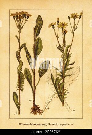 gravure du xixe siècle de l'eau de ragwort. Illustration de Jacob Sturm (1771-1848) du livre Deutschlands Flora in Abbildungen nach der Natur mit be Banque D'Images