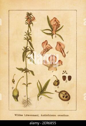 Illustration ancienne d'un antirrhinum orontium, également connu sous le nom de misopates orontium, museau de la belette, moins de snapdragon, museau du veau ou vivaneau de la feuille de linéarée Banque D'Images