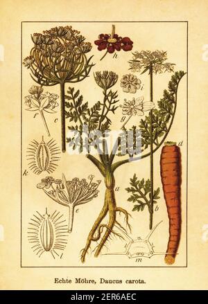 Gravure antique de carottes sauvages. Illustration de Jacob Sturm (1771-1848) du livre Deutschlands Flora in Abbildungen nach der Natur mit Beschreib Banque D'Images