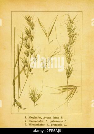 Illustration ancienne de l'avoine sauvage, de l'herbe d'avoine alpine et de l'herbe d'avoine des prairies. Gravure de Jacob Sturm (1771-1848) du livre Deutschlands Flora In Banque D'Images