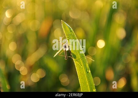 un gros moustique est assis sur une feuille d'herbe ensoleillée matin Banque D'Images