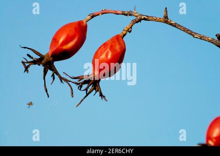 RosehIPS baies et petite araignée, chien Rose hanches, ciel Banque D'Images