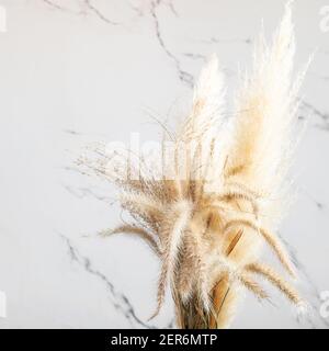 Séchez la plume et l'herbe de pampas sur le fond blanc du mur de gros plan. Décoration intérieure. Herbe sèche de saison. Banque D'Images