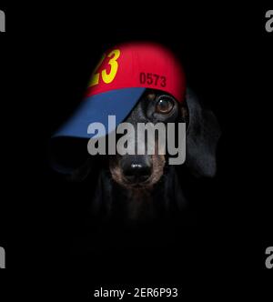 cool look décontracté dachshund chien portant une casquette ou un chapeau de baseball, sportif et de la forme, les yeux de l'enroulement sous le chapeau Banque D'Images
