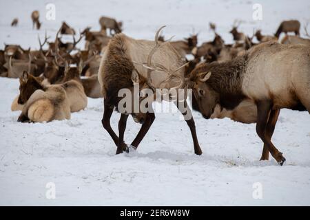 États-Unis, Wyoming, parc national de Tetons, refuge national des wapitis. Jeunes wapitis de taureau qui scinde en hiver avec un grand troupeau au loin. Banque D'Images