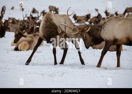 États-Unis, Wyoming, parc national de Tetons, refuge national des wapitis. Jeunes wapitis de taureau qui scinde en hiver avec un grand troupeau au loin. Banque D'Images