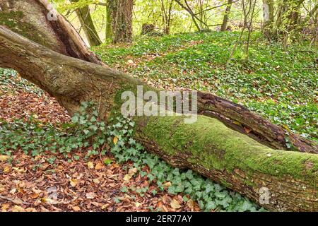 Une grande branche d'un vieux tilleul dans la forêt. (Tilia platyphyllos) Banque D'Images