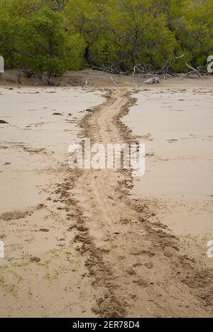 Pistes de tortues menant à la plage d'Espumilla, île de Santiago, îles Galapagos, Équateur Banque D'Images