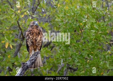 Galapagos Hawk (Buteo galapagoensis) assis dans un mangrove, Playa Espumilla, île de Santiago, îles Galapagos, Équateur Banque D'Images