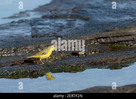 Paruline jaune (Dendroica petechia aureola), Puerto Egas, île de Santiago, îles Galapagos, Équateur Banque D'Images