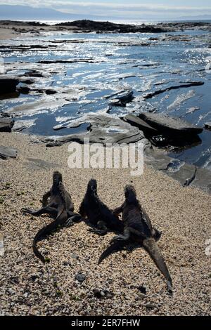 Iguanas marines (Amblyrhynchus cristatus) sur une plage de sable, Puerto Egas, île de Santiago, îles Galapagos, Équateur Banque D'Images