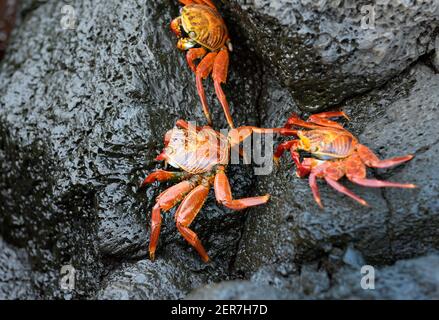 Sally Lightfoot Crabs (Grapsus Grapsus) sur la lave, Puerto Egas, île de Santiago, îles Galapagos, Equateur Banque D'Images