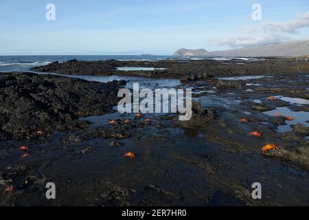 Sally Lightfoot Crabs (Grapsus Grapsus) sur la lave, Puerto Egas, île de Santiago, îles Galapagos, Equateur Banque D'Images