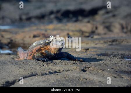 Iguana Marine colorée (Amblyrhynchus cristatus), Puerto Egas, île de Santiago, îles Galapagos, Équateur Banque D'Images