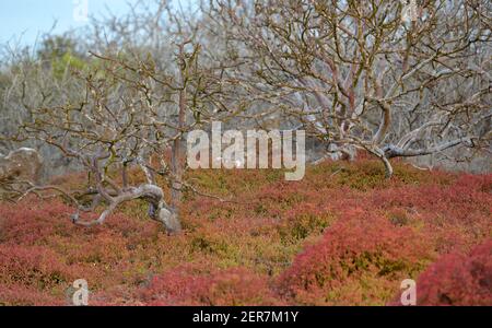 Les plantes de Sesuvium (Sesuvium edmondstonii) et les arbres de Palo Santo (Bursera graveolens). Île de Seymour Nord, Îles Galapagos, Équateur Banque D'Images