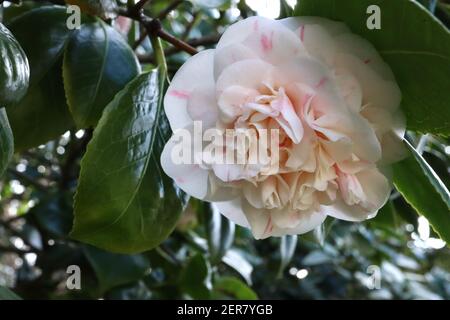 Camellia japonica «Chameleon» Camellia Chameleon – Camellia blanche à la forme de pivoine avec des marques roses irrégulières, février, Angleterre, Royaume-Uni Banque D'Images