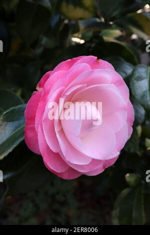 Camellia japonica «Desire» désir camellia – rose pâle à rose moyen dégradé officiel double fleur, février, Angleterre, Royaume-Uni Banque D'Images