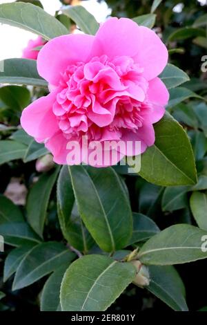 Camellia x williamsii «anticipation» anticipation camellia – grande forme de pivoine rose profonde double fleur, février, Angleterre, Royaume-Uni Banque D'Images