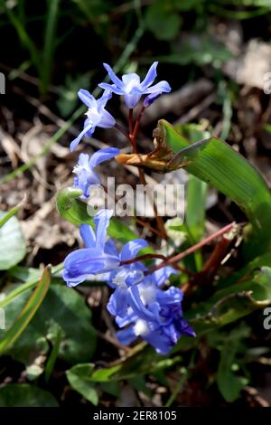 Scilla forbesii (chionodoxa) Squill de Forbes – fleurs bleues ouvertes en forme de cloche avec yeux blancs, février, Angleterre, Royaume-Uni Banque D'Images