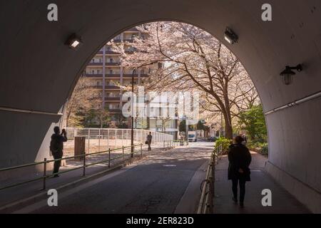 tokyo, japon - avril 06 2020 : les touristes prenant des photos de cerisiers en fleurs depuis l'intérieur du tunnel menant à la plus haute montagne de Tokyo, le Mont ATAGO célèbre Banque D'Images