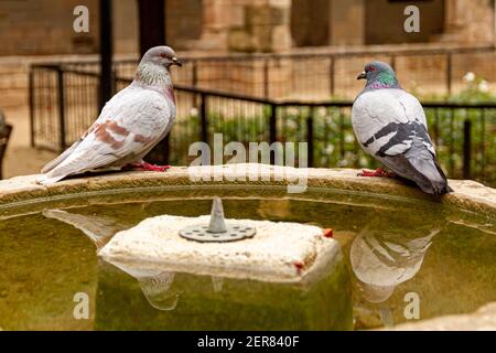 Image rapprochée d'un mâle et d'une femelle colombes sont en perching sur le côté d'un lavabo historique de fontaine en pierre et se regardant l'un l'autre. Un rituel d'accouplement invo Banque D'Images