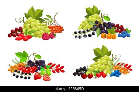 Baies de dessin animé vecteur fraise, bouquet de raisin blanc et de mûre, framboise, cerise, cassis et rouge avec myrtille. Baies de mer buthorn, Illustration de Vecteur