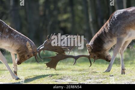 Elle est la mienne ! Non, elle est la mienne ! Luttons pour ça ! Qui va gagner ? Un combat entre deux cerfs en jachère pendant la saison de rutting, photographiés aux pays-Bas. Banque D'Images