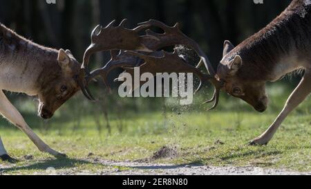 Elle est la mienne ! Non, elle est la mienne ! Luttons pour ça ! Qui va gagner ? Un combat entre deux cerfs en jachère pendant la saison de rutting, photographiés aux pays-Bas. Banque D'Images