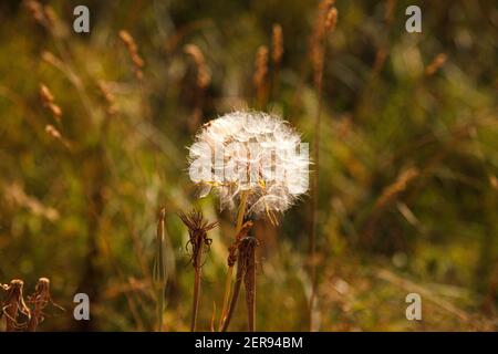 Gros plan de fleurs de pollen aux couleurs de l'automne Banque D'Images