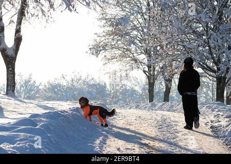 Haigerloch, Allemagne, janvier 2021. Neige blanche, paysage hivernal pittoresque, chien portant un costume orange Banque D'Images