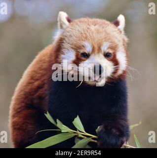 Le petit panda (Ailurus fulgens), également appelé l'ours rouge-cat, est un mammifère originaire de l'Himalaya oriental et le sud-ouest de la Chine. Banque D'Images