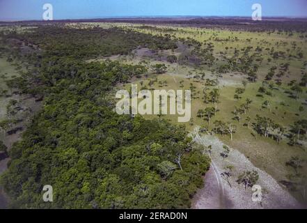 ÉTAT D'APURE, VENEZUELA - vue aérienne des arbres sur les plaines pendant la saison sèche, Los Llanos. Banque D'Images