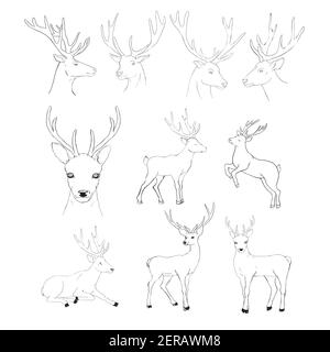 Définir l'esquisse d'un cerf, d'un vecteur ou d'un illustrateur Illustration de Vecteur