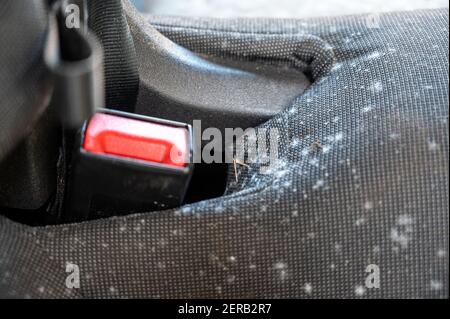 Gros plan de la moisissure sur un siège de voiture autour le point d'ancrage de la ceinture de sécurité après avoir été inutilisé pendant plusieurs mois Banque D'Images