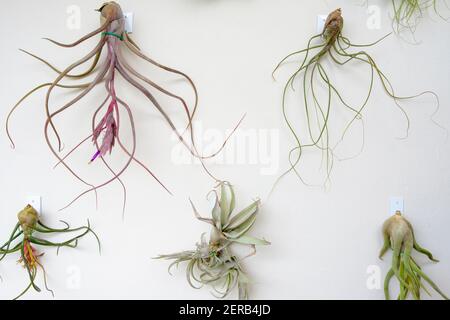 Groupe de plantes du genre Tillandsia accrochées à un mur. Barcelone. Catalogne. Espagne. Banque D'Images