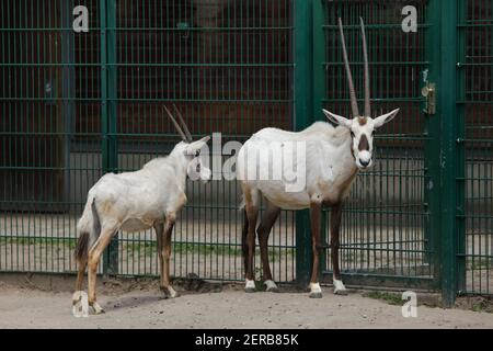 L'oryx arabe (Oryx leucoryx), également connu sous le nom d'oryx blanc à Tierpark Berlin, en Allemagne. Banque D'Images