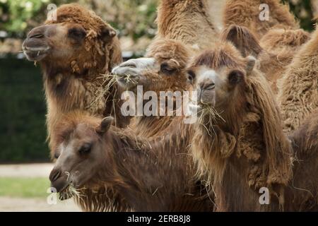 Chameaux de Bactrian (Camelus bactrianus). Animaux domestiques. Banque D'Images