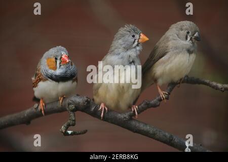 Zèbre finch (Taeniopygia guttata). Oiseau sauvage. Banque D'Images