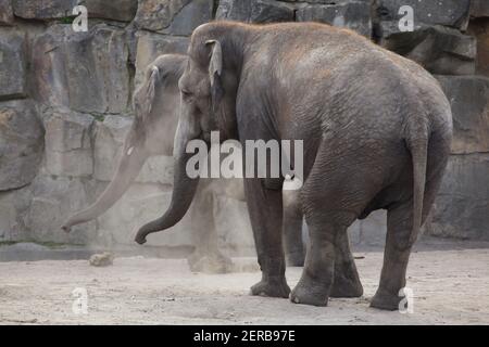 Éléphant indien (Elepha maximus indicus) à Tierpark Berlin, Allemagne. Banque D'Images